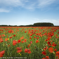 Buy canvas prints of Wind blown field of red poppies and rapeseed in ev by Liam Grant