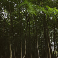 Buy canvas prints of Woodland of Beech trees blowing in the wind. Hilbo by Liam Grant