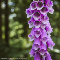 Buy canvas prints of Purple Foxglove (digitalis purpurea) growing wild  by Liam Grant