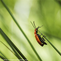Buy canvas prints of Cardinal Beetle (Pyrochroa serraticornis) on woodl by Liam Grant