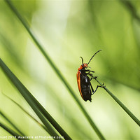 Buy canvas prints of Cardinal Beetle (Pyrochroa serraticornis) on woodl by Liam Grant