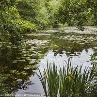 Buy canvas prints of Water-lilies on a lake. by Liam Grant
