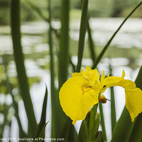 Buy canvas prints of Yellow Iris (Iris pseudacorus) beside a lake. by Liam Grant