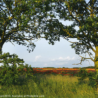 Buy canvas prints of Oak trees and field of poppies. by Liam Grant