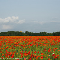 Buy canvas prints of Church and field of poppies in evening light. by Liam Grant