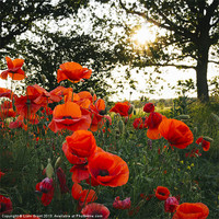 Buy canvas prints of Poppies in evening light. Holme Hale, Norfolk, UK. by Liam Grant