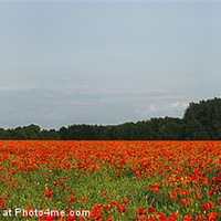 Buy canvas prints of Church and field of poppies in evening light. by Liam Grant