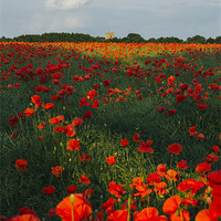 Buy canvas prints of Church and field of poppies in evening light. by Liam Grant