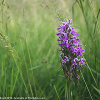 Buy canvas prints of Southern Marsh Orchid (Dactylorhiza praetermissa)  by Liam Grant