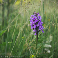 Buy canvas prints of Southern Marsh Orchid (Dactylorhiza praetermissa)  by Liam Grant