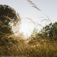 Buy canvas prints of Sunset through wild grassland meadow. Norfolk, UK. by Liam Grant