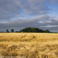 Buy canvas prints of Warm sunlight and rainclouds over field of Barley. by Liam Grant