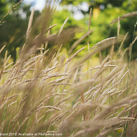 Buy canvas prints of Wild grass detail. Norfolk, UK by Liam Grant