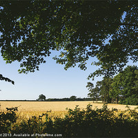 Buy canvas prints of Field of barley framed with nature. by Liam Grant