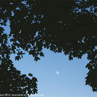 Buy canvas prints of Moon in sky framed with Sycamore tree leaves. Norf by Liam Grant