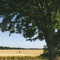 Buy canvas prints of Field of barley and Oak tree in evening light. by Liam Grant
