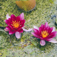 Buy canvas prints of Red Water-lily (Nymphaea James Brydon). by Liam Grant