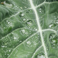 Buy canvas prints of Rain water on a Purple Cauliflower leaf. by Liam Grant
