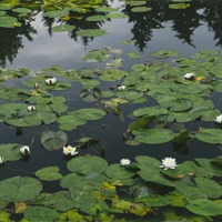 Buy canvas prints of White Water-lily (Nymphaea alba) growing on a lake by Liam Grant