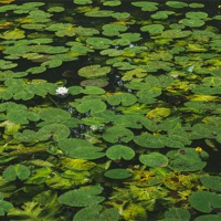 Buy canvas prints of Yellow Water-lily (Nuphar lutea) and White Water-l by Liam Grant