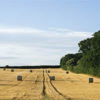 Buy canvas prints of Evening light over round bales of straw in a recen by Liam Grant