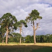 Buy canvas prints of Evening light on Scots Pine trees (Pinus sylvestri by Liam Grant