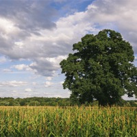 Buy canvas prints of Evening light over Oak tree and field of Maize. by Liam Grant
