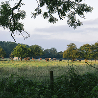 Buy canvas prints of Late evening, cattle grazing on rural farmland. by Liam Grant