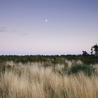 Buy canvas prints of Moon and twilight sky over open area of felled for by Liam Grant
