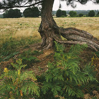 Buy canvas prints of Pine tree with an exposed and twisted trunk. by Liam Grant