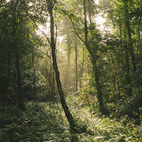 Buy canvas prints of Morning sunlight through misty deciduous woodland. by Liam Grant