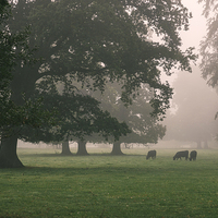 Buy canvas prints of Cattle and trees in heavy fog. by Liam Grant