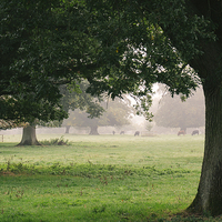 Buy canvas prints of Cattle and trees in morning fog. by Liam Grant