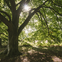 Buy canvas prints of Sunlight through ancient Beech trees. by Liam Grant