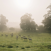 Buy canvas prints of Sunrise burning through heavy fog over field of gr by Liam Grant