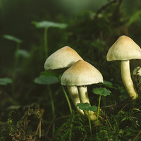 Buy canvas prints of Fungus Sulphur Tuft (Hypholoma fasciculare). by Liam Grant