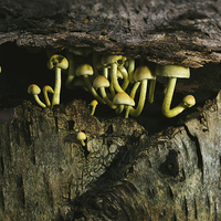 Buy canvas prints of Fungus Sulphur Tuft growing under tree bark. by Liam Grant