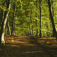 Buy canvas prints of Track through autumnal Beech tree woodland. by Liam Grant