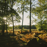 Buy canvas prints of Sunlight through autumnal Beech tree woodland. by Liam Grant