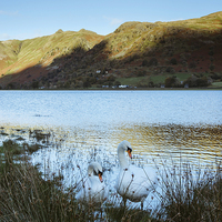 Buy canvas prints of Swans on the shore of Brothers Water with Angletar by Liam Grant