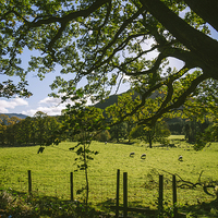 Buy canvas prints of Sunlight through Oak tree and grazing sheep at Swi by Liam Grant
