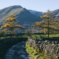 Buy canvas prints of Larch trees and remote road to Thorneythwaite Farm by Liam Grant