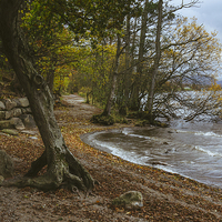 Buy canvas prints of Exposed tree roots and waves on Ullswater near Poo by Liam Grant