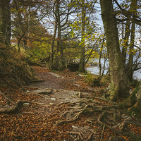 Buy canvas prints of Exposed tree roots on Ullswater near Pooley Bridge by Liam Grant