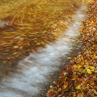 Buy canvas prints of Abstract of autumnal leaves in the waves on Butter by Liam Grant