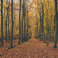 Buy canvas prints of Dense Beech tree woodland in Autumn. by Liam Grant