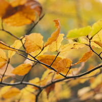 Buy canvas prints of Detail of Beech tree leaves in autumn. by Liam Grant