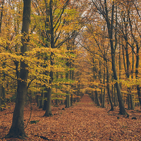 Buy canvas prints of Dense Beech tree woodland in Autumn. by Liam Grant