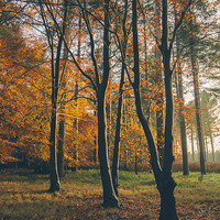 Buy canvas prints of Sunlight through woodland of Autumnal Beech trees. by Liam Grant