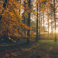 Buy canvas prints of Sunlight through woodland of Autumnal Beech trees. by Liam Grant